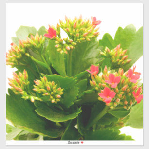 Kalanchoe blossfeldiana
