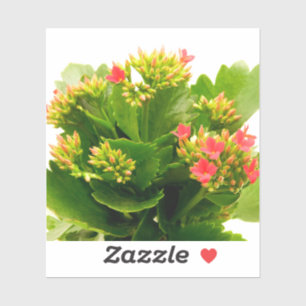 Kalanchoe blossfeldiana