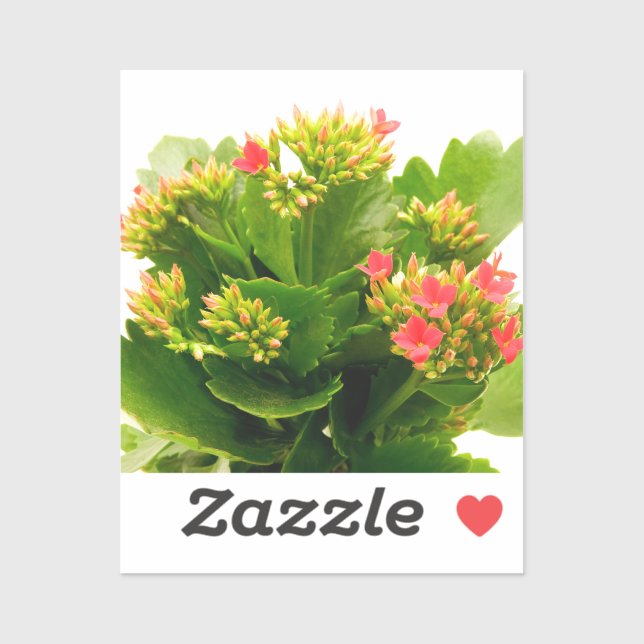 Kalanchoe blossfeldiana (Sheet)