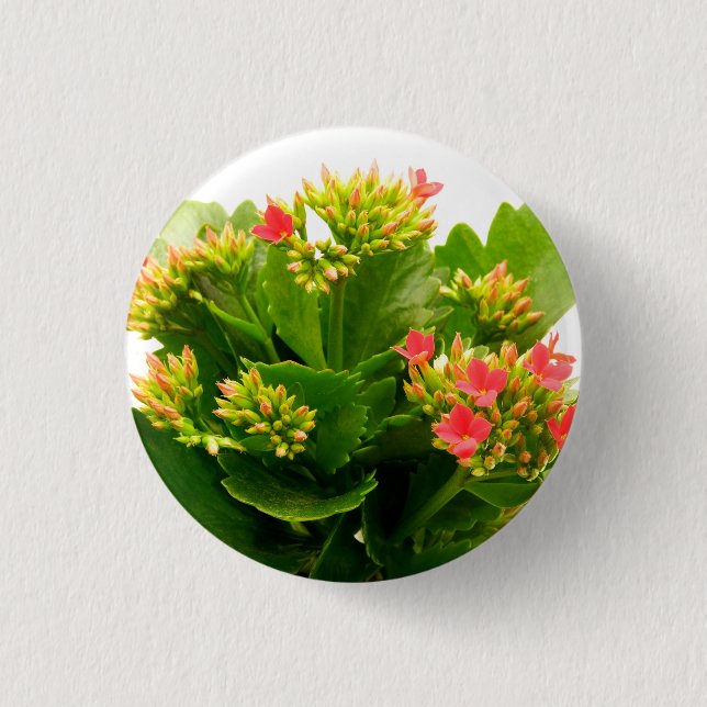 Kalanchoe blossfeldiana 1 inch round button (Front)