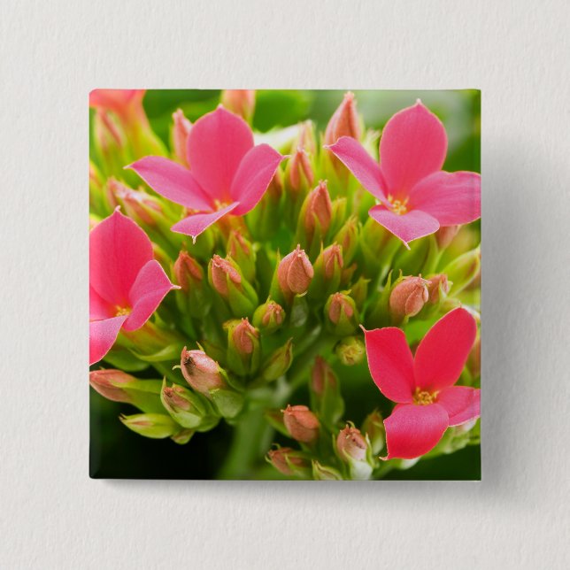 Kalanchoe blossfeldiana 2 inch square button (Front)