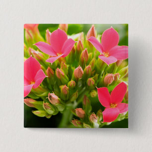 Kalanchoe blossfeldiana 2 inch square button