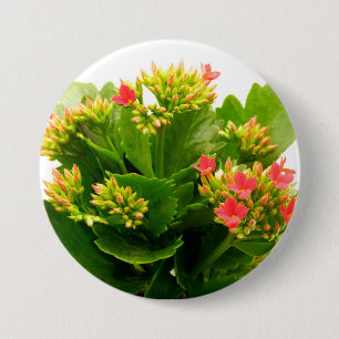 Kalanchoe blossfeldiana 3 inch round button