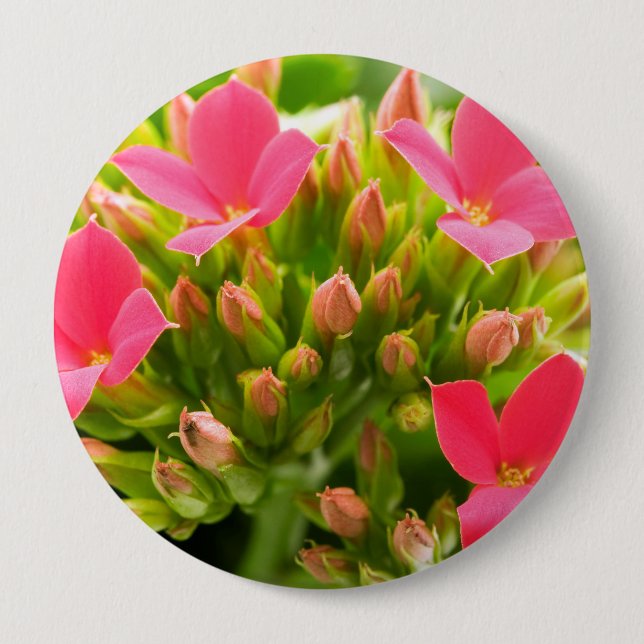 Kalanchoe blossfeldiana 4 inch round button (Front)