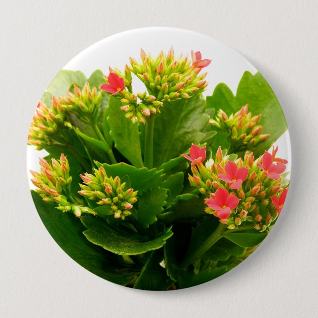 Kalanchoe blossfeldiana 4 inch round button (Front)