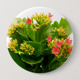 Kalanchoe blossfeldiana 4 inch round button