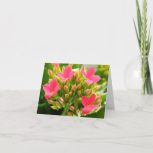 Kalanchoe blossfeldiana card