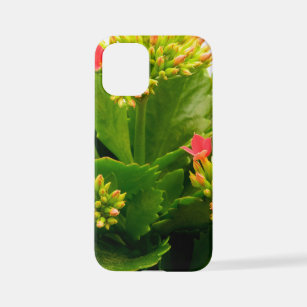Kalanchoe blossfeldiana iPhone 12 mini case