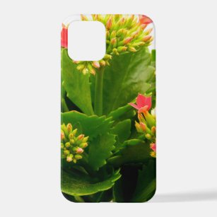 Kalanchoe blossfeldiana iPhone 12 pro case