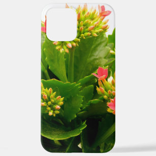 Kalanchoe blossfeldiana iPhone 12 pro max case