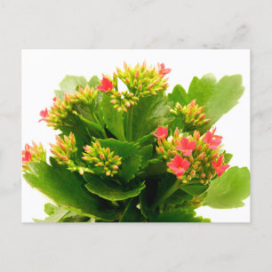Kalanchoe blossfeldiana postcard