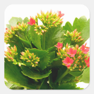 Kalanchoe blossfeldiana square sticker