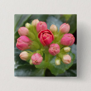 Kalanchoe Buds 2 Inch Square Button