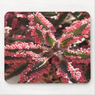 Kalanchoe 'Butterfly Wings' mousepad
