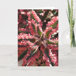 Kalanchoe Butterfly Wings notecard