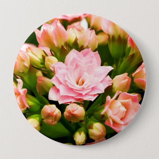 Kalanchoe calandiva 4 inch round button (Front)