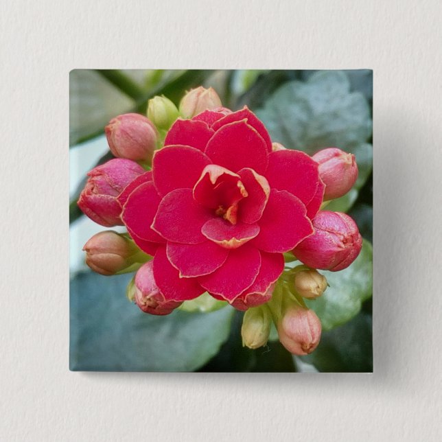 Kalanchoe Flower 2 Inch Square Button (Front)