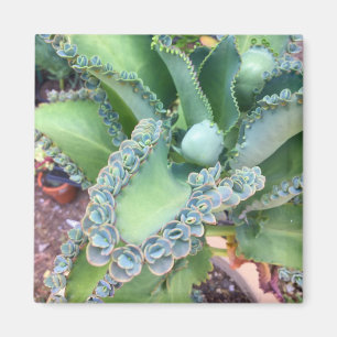 Kalanchoe Magnet