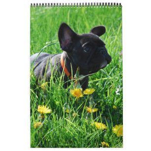 Kalender französische Bulldogge tolle Fotosammlung Calendar