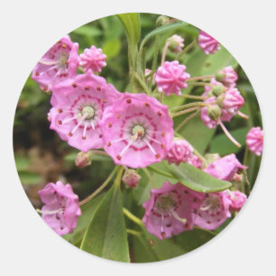 Kalmia 104 ~ sticker