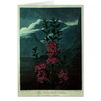 Kalmia rose
