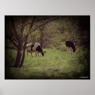 Kalona Dairy Cattle Poster