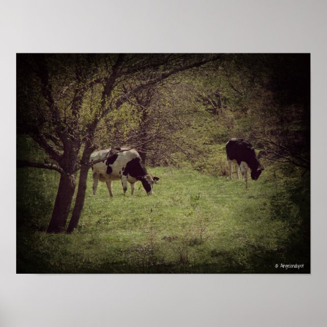 Kalona Dairy Cattle Poster (Front)