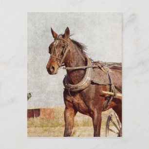 Kalona, Iowa Amish Horse and Buggy Postcard
