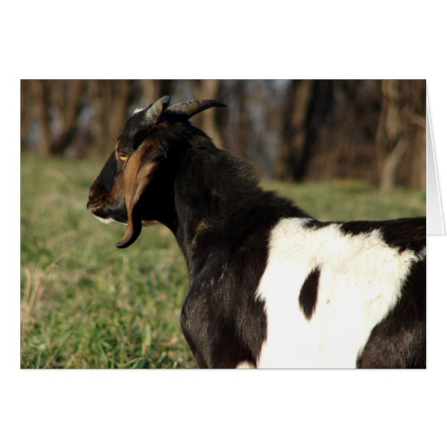 Kalvin (Front Horizontal)