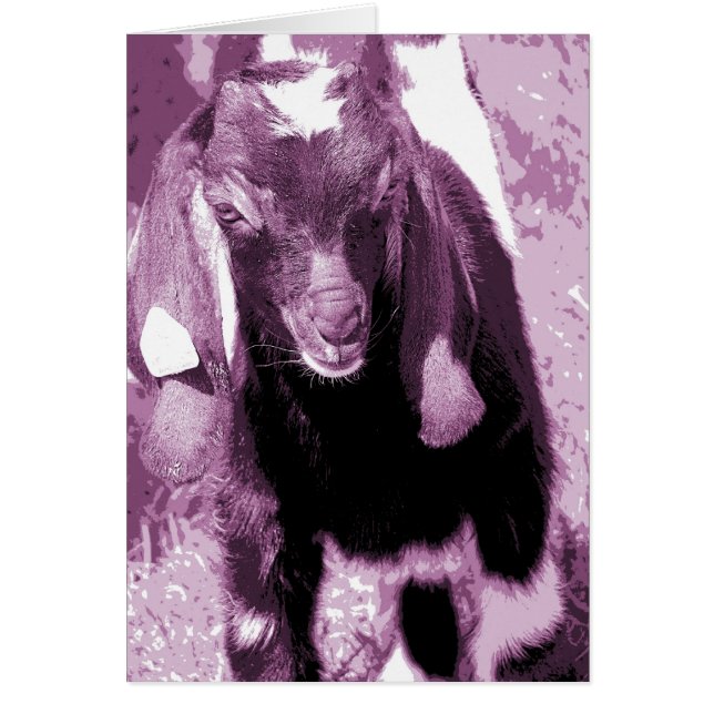 Kalvin en violet (Devant)