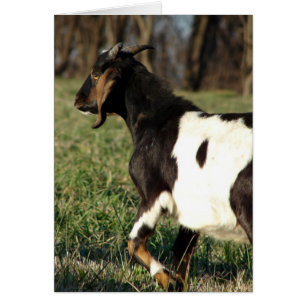 Kalvin la chèvre Toutes les occasions Carte de voe