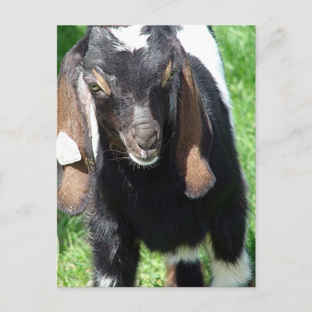 Kalvin Postcard (Front)