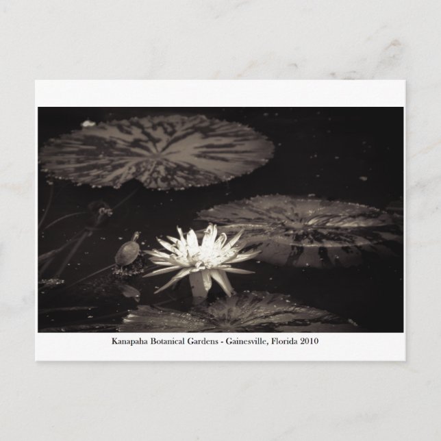 Kanapaha Gardens - Gainesville 019 Postcard (Front)