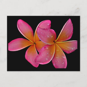 Kaneohe Sunburst Plumeria Postcard