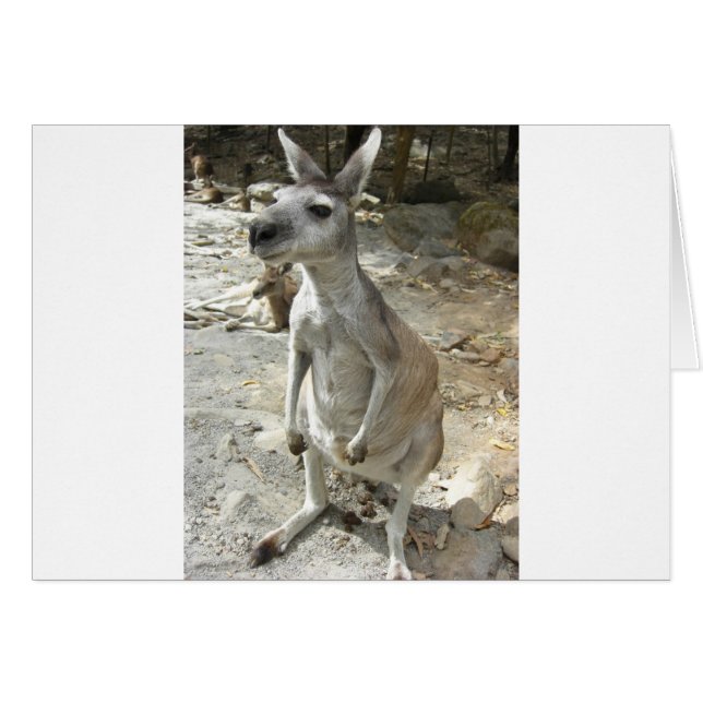 KANGAROO (Front Horizontal)