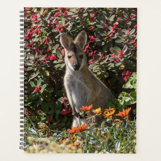 Kangaroo (Devant)