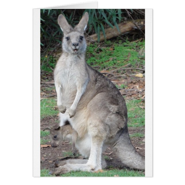 Kangaroo and Joey (Front)