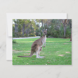 Kangaroo and Joey