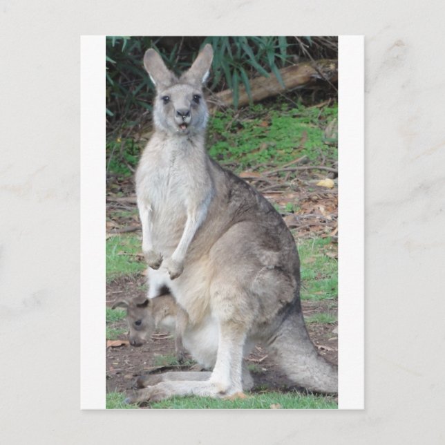 Kangaroo and Joey Postcard (Front)