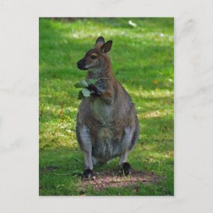 Kangaroo avec carte postale feuille de chênes
