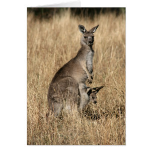Kangaroo avec Joey bébé à Pouch