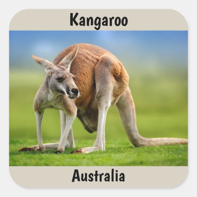 Kangaroo background square sticker (Front)