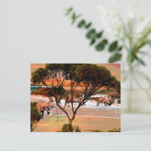 Kangaroo Beach Oil Paint, Postcard