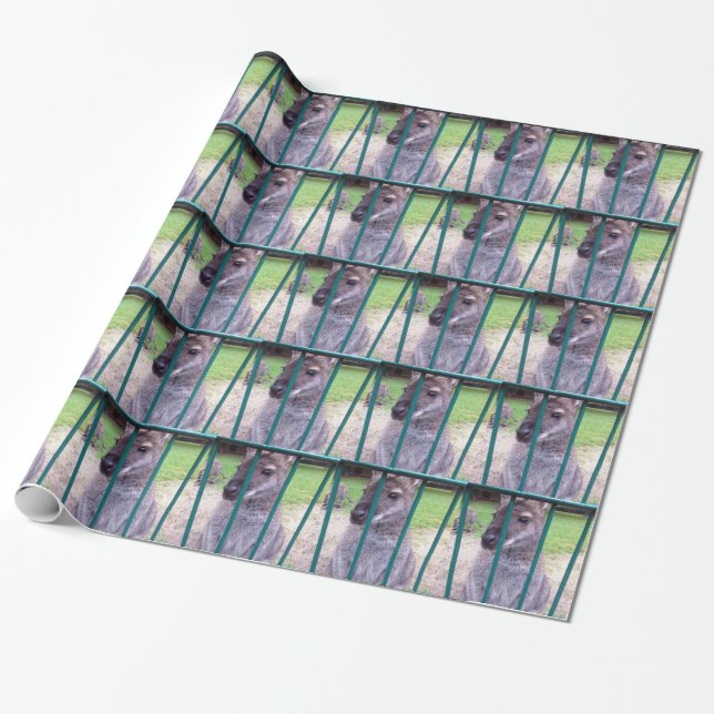 Kangaroo behind bars wrapping paper (Unrolled)