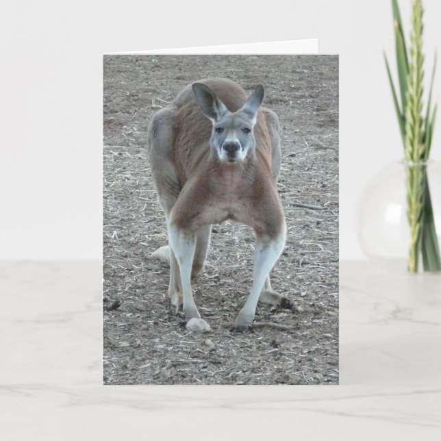 Kangaroo Christmas Holiday Card (Front)