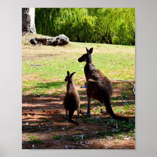 Kangaroo Et Son Joey, Poster (Devant)
