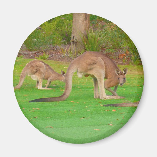 kangaroo fam magnet (Front)