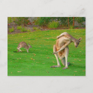 kangaroo family postcard