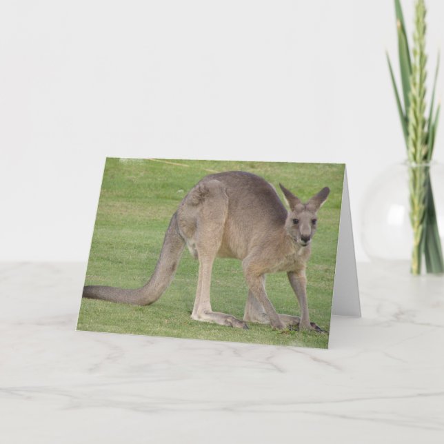 Kangaroo Greeting Card (Front)