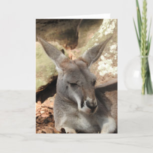 Kangaroo Greeting Card